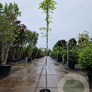 Wisteria flor. 'Multijuga' 175-200 cm 3,0L