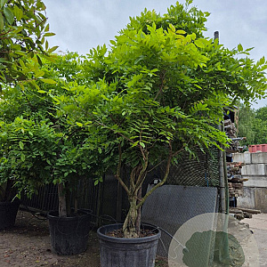 Wisteria sinensis 200-250 cm cont. 150L stam