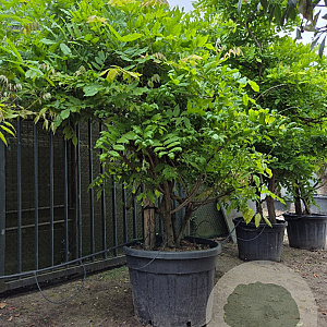 Wisteria sinensis 200-250 cm cont. 150L stam