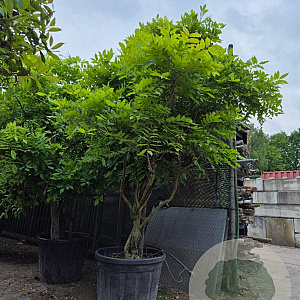 Wisteria sinensis 250-300 cm cont. 150L solitair