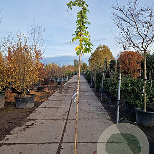 Wisteria sinensis 'Alba' 250-300 cm 7,5L