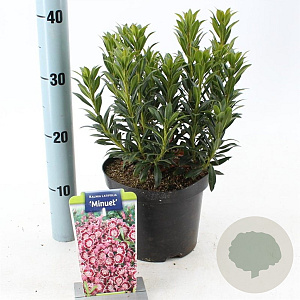 Kalmia lat. 'Minuet' 25-30 cm 3,0L