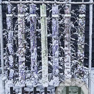 Wisteria sinensis 'Prolific' 150-175 cm vierkant rond 5,5L