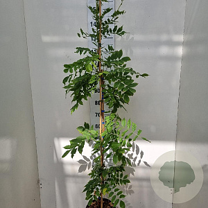 Wisteria sinensis 'Prolific' 150-175 cm 5,0L