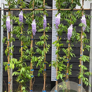 Wisteria sinensis 'Prolific' 175-200 cm 5,5L