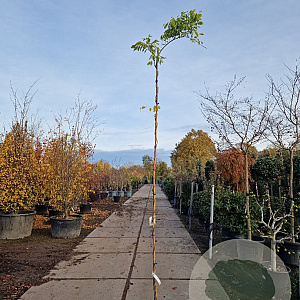 Wisteria sinensis 'Prolific' 250-300 cm 7,5L
