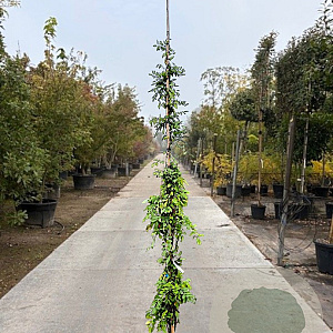 Wisteria sinensis 'Prolific' 350-400 cm 25L