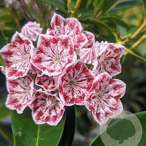 Kalmia lat. 'You Can' 25-30 cm 4,0L