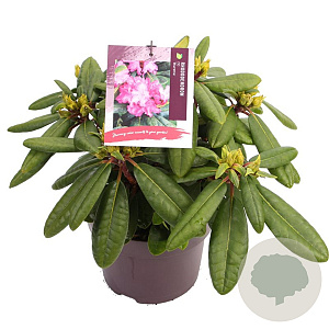 Rhododendron (Y) 'Blurettia' 25-30 cm 5,0L