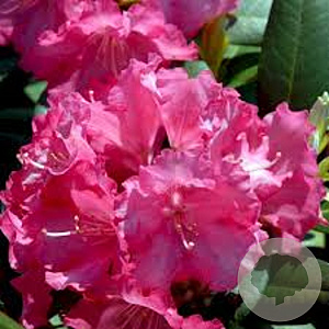 Rhododendron (Y) 'Marlis' 90 cm stam 7,5L