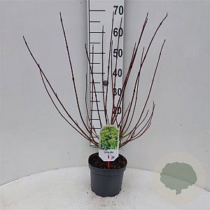 Cornus alba 'Spaethii' 30-40 cm 3,0L