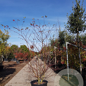 Cornus controversa 200-250 cm container meerstammig extra