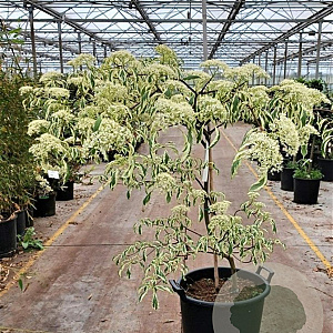 Cornus controversa 'Variegata' 125-150 cm 35L