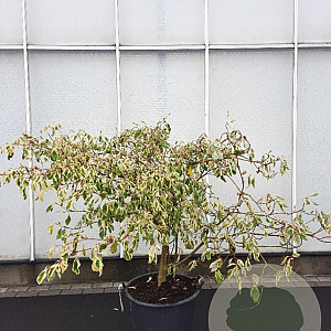 Cornus controversa 'Variegata' 125-150 cm 50L