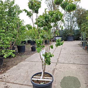 Cornus florida rubra 120-140 cm 30L