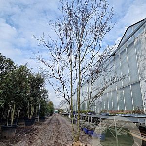 Cornus florida rubra 300-350 cm draadkluit meerstammig solitair