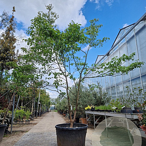 Cornus florida rubra 350-400 cm container