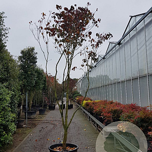 Cornus florida rubra 350-400 cm container