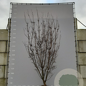 Cornus kousa 350-400 cm draadkluit meerstammig