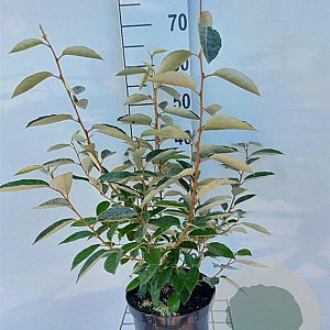 Elaeagnus ebbingei 60-80 cm 5,0L
