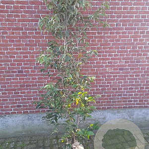 Cornus kousa chinensis 175-200 cm container meerstammig