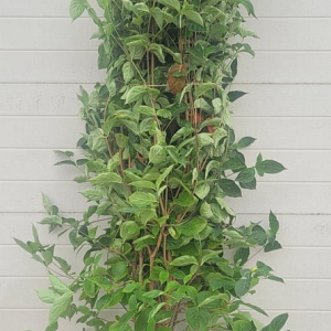 Cornus kousa chinensis 200-250 cm container meerstammig extra