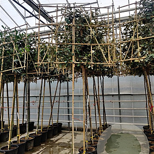 Elaeagnus ebbingei 10-12 cm container LEIVORM 200 cm stam