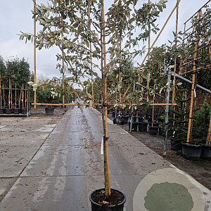 Elaeagnus ebbingei 6-8 cm container 200 cm stam leiboom