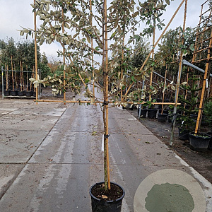 Elaeagnus ebbingei 6-8 cm container 200 cm stam leiboom