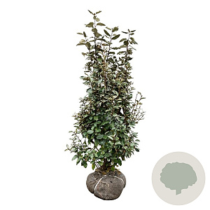 Elaeagnus ebb. 'Compacta' 100-125 cm met kluit