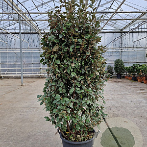 Elaeagnus ebb. 'Compacta' 175-200 cm 50L