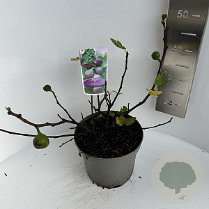 Ficus carica 40-50 cm 5,0L