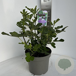 Ficus carica 40-50 cm 5,0L
