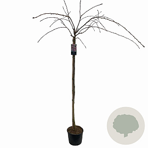 Prunus 'Kiku-shidare-zakura' 150 cm stam 10L