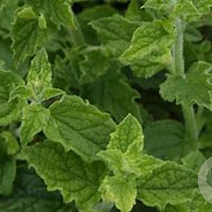 Mentha pip. 'Strawberry' GM  P11