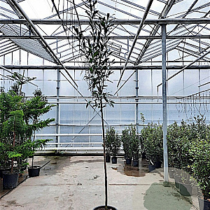 Prunus l. 'Caucasica' 160 cm stam container 10-12