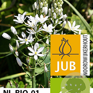 Ornithogalum Sochii 12 cm verpakt per 50