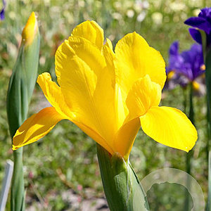 Iris Hollandica Golden Harvest verpakt per 100