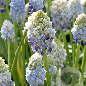 Muscari Armeniacum Nature's Beauty verpakt per 100