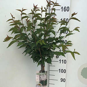 Prunus nipponica 'Brillant' 120 cm stam 7,5L