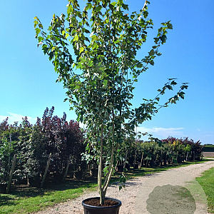 Acer rubrum 'Franksred' 350-400 cm cont. 110L meerstammig
