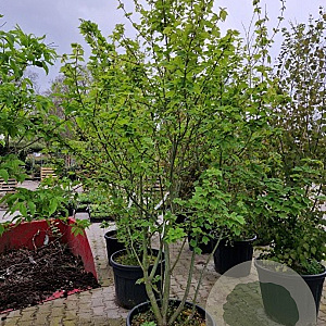 Acer rufinerve 350-400 cm cont. 110L meerstammig