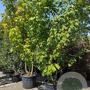 Acer rufinerve 350-400 cm cont. 110L meerstammig