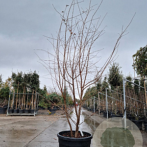 Prunus 'The Bride' 200-250 cm cont. 90L meerstammig