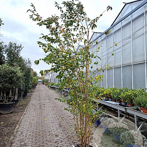Prunus 'The Bride' 250-300 cm container meerstammig