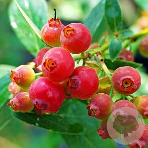 Vaccinium 'Pink Lemonade' 10-15 cm 2,0L