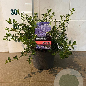 Ceanothus thyrsiflorus repens 20-25 cm 2,0L