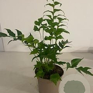 Cyrtomium falcatum GM 2,0L