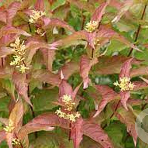 Diervilla splendens 30-40 cm C1