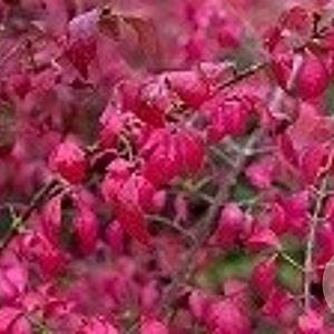 Euonymus alatus 100-125 cm 12L